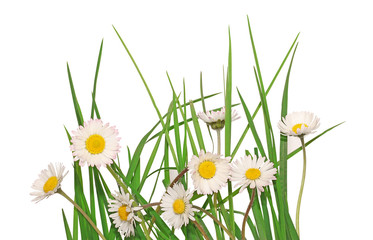 pâquerettes et brins d'herbe