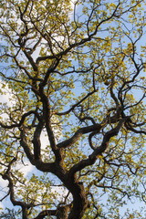 flowering tree