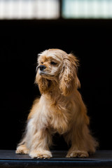 English Cocker Spaniel Dog