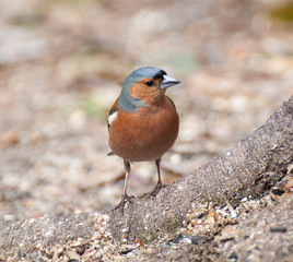Chaffinch