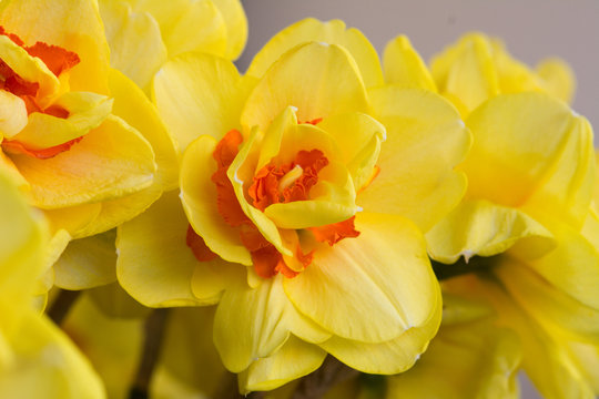Closeup  of yellow daffodil