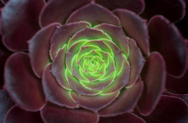 Crassulaceae