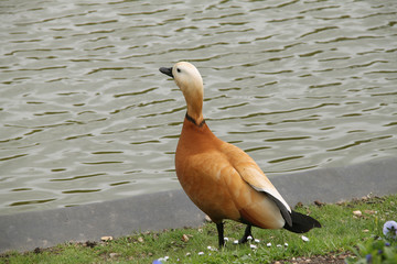 canard