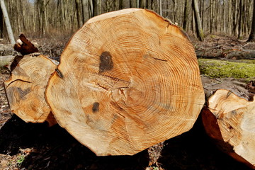 Tronc d'arbre coupé vue en coupe