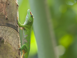 Green Madagascar Day Gecko (Phelsuma madagascariensis)