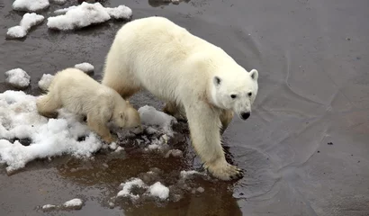 Foto op Plexiglas Polar she-bear with cub © Vladimir Melnik