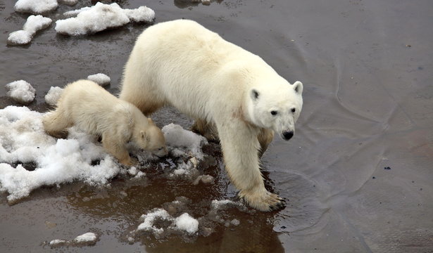 Polar she-bear with cub