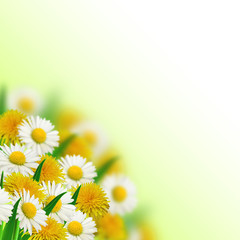 Bouquet of dandelions and daisies
