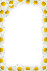 Daisies frame on the white background