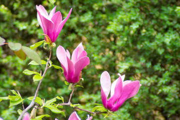 Fototapeta premium beautiful spring flowers magnolia