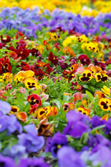 Heartsease, flower garden