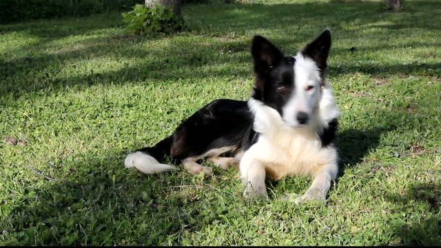 Giovane femmina di Border Collie - Young female Border Collie