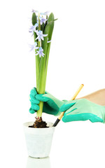 Beautiful hyacinth in flowerpot and gardener's hand (conceptual