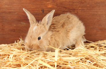 Obraz premium Fluffy foxy rabbit in a haystack on wooden background