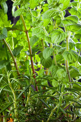 Closeup of fresh basil and thyme