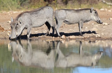 Warthog Reflections of Animal Moms - African Wildlife