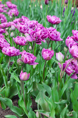Fototapeta premium purple tulips