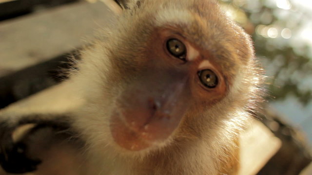 Monkey