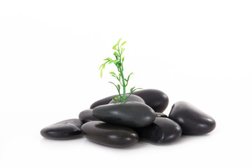 Obraz na płótnie Canvas Massage Stones and Plant Growing
