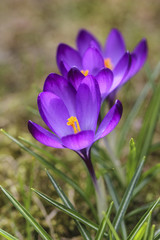 Blooming violet crocuses on green grass. Selective focus.