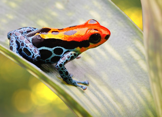 tropical poison arrow frog