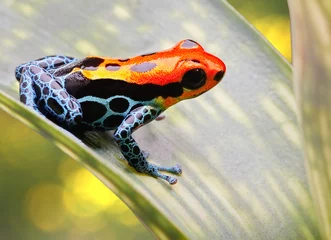 Crédence de cuisine en verre imprimé Grenouille tropical poison arrow frog