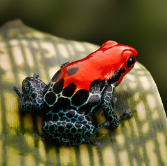 Naklejka premium Red poison dart frog