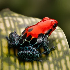 Crédence de cuisine en verre imprimé Grenouille Red poison dart frog