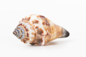 Sea Shell on White