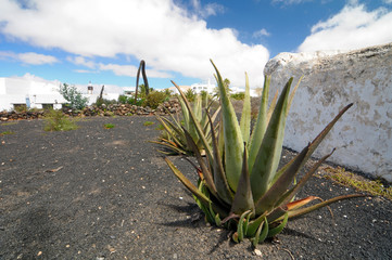 Aloe vera plants on a rock field
