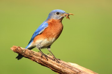 Male Eastern Bluebird