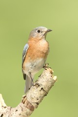 Female Eastern Bluebird