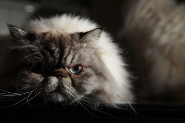 Himalayan Cat