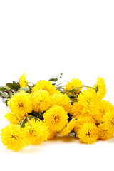 Bouquet of yellow flowers, chrysanthemums isolated on white back