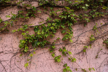 Vigne vierge sur un mur