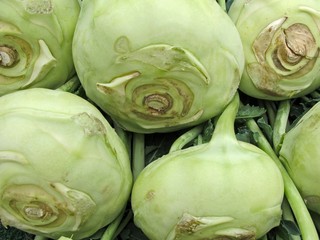 Kohlrabi Bio