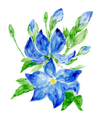 Watercolor sky-blue flowers