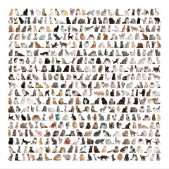 Large group of 471 cats breeds in front of a white background