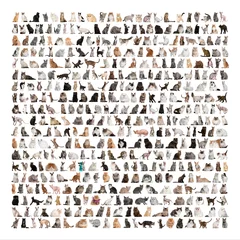 Poster Chat Large group of 471 cats breeds in front of a white background