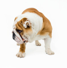 Obraz premium Bulldog