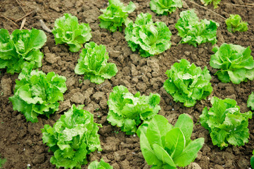 Fresh lettuce