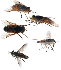set of five flies on white