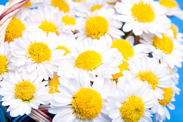 Fototapeta premium chamomile flowers background