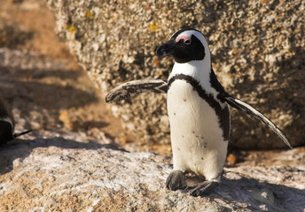 Obraz premium Jackass Penguin