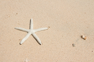Fototapeta na wymiar Starfish standing on the beach