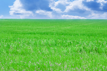 Fototapeta premium Green field and blue sky.