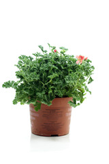 pélargonium