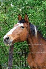 Naklejka premium cheval