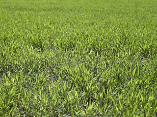 Green grass texture from a field