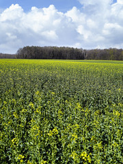 Rape field and blue sky